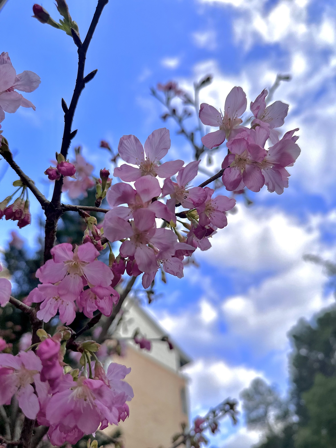 澳门永利集团举行植树节活动(图3)